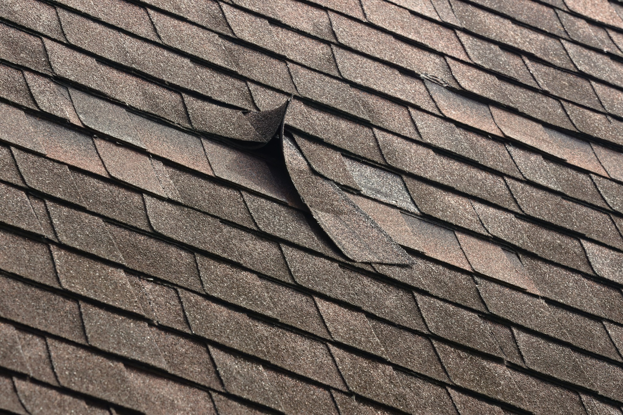 Torn shingle lifted on a roof